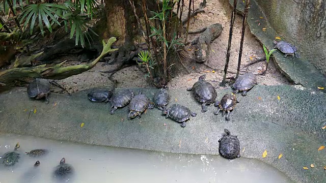 乌龟乌龟在池塘边休息视频素材