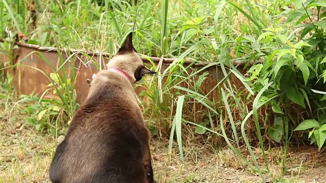 暹罗猫吃草手持镜头视频素材