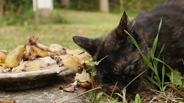 流浪猫在户外进食视频素材