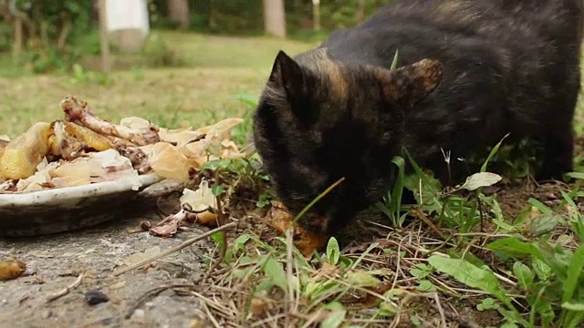 流浪猫在户外进食视频素材