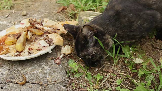 流浪猫在户外进食视频素材