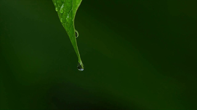 叶子上的水滴视频素材