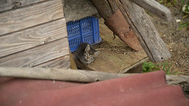 美丽的小猫看着照相机视频素材