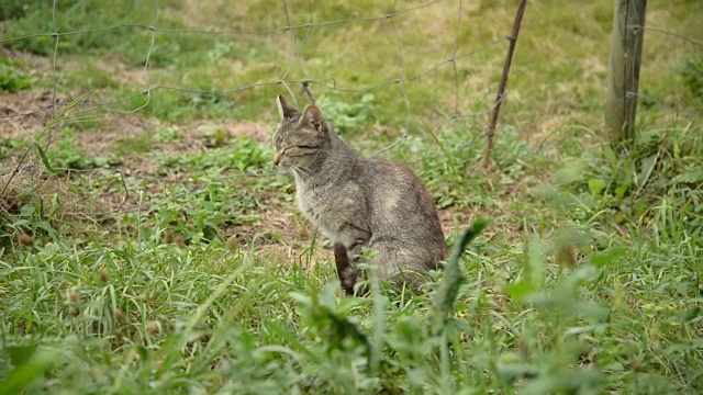 野猫在乡下寻找食物视频素材