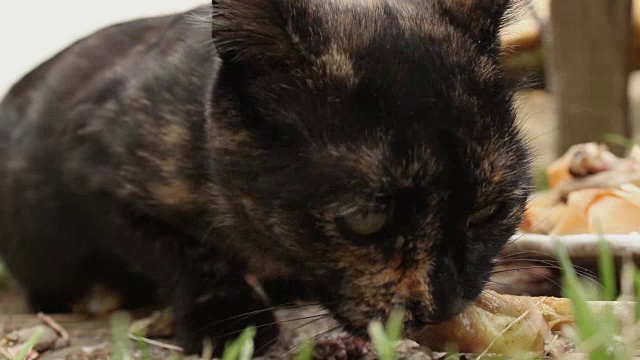 流浪猫在户外进食——特写镜头视频素材