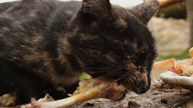 流浪猫在户外进食——特写镜头视频素材