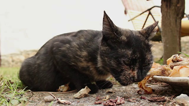 流浪猫在户外进食——特写镜头视频素材