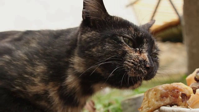 流浪猫在户外进食——特写镜头视频素材