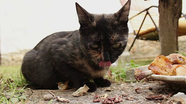 流浪猫在户外进食——特写镜头视频素材