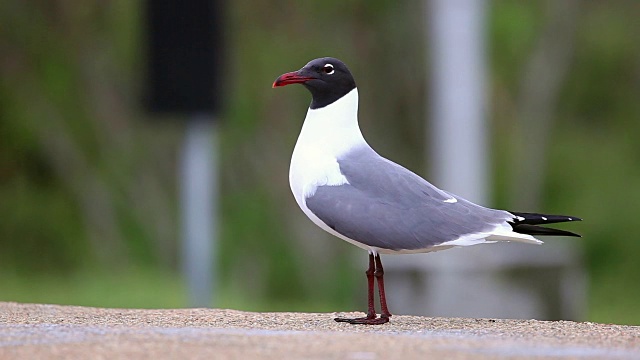 加尔维斯顿岛海岸的海鸥视频素材