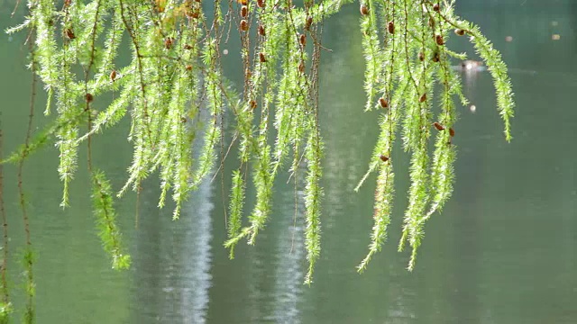 池塘上方落叶松的树枝视频素材