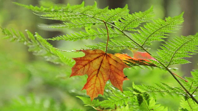 蕨类植物上的黄色枫叶视频素材