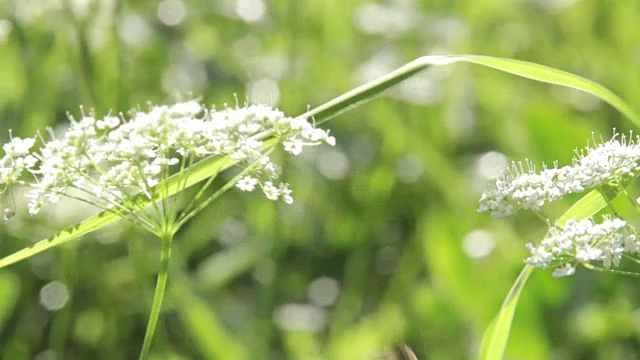 蜜蜂对花宏视频素材