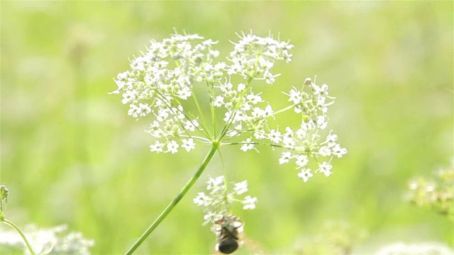 蜜蜂对花宏视频素材