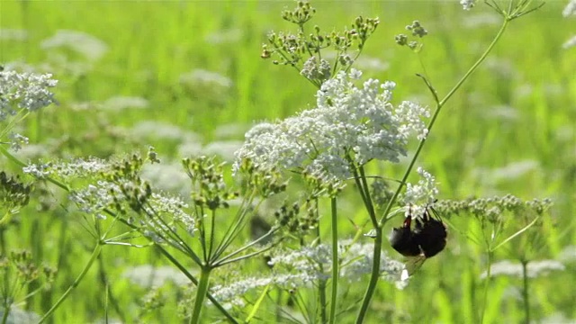 蜜蜂对花宏视频素材