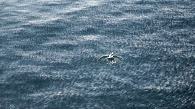 飞翔的海鸥向大海降落视频素材