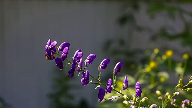 蜜蜂采集花粉视频下载