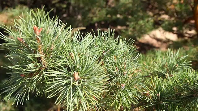 松树的树枝在风中摇摆视频素材