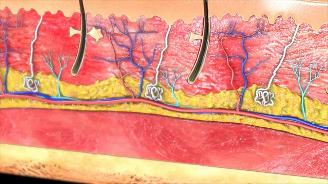 皮肤层视频素材