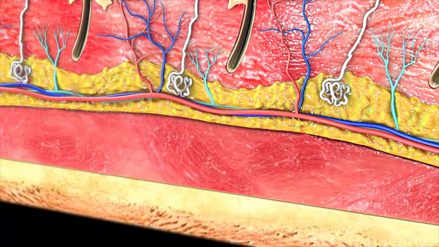 皮肤层视频素材