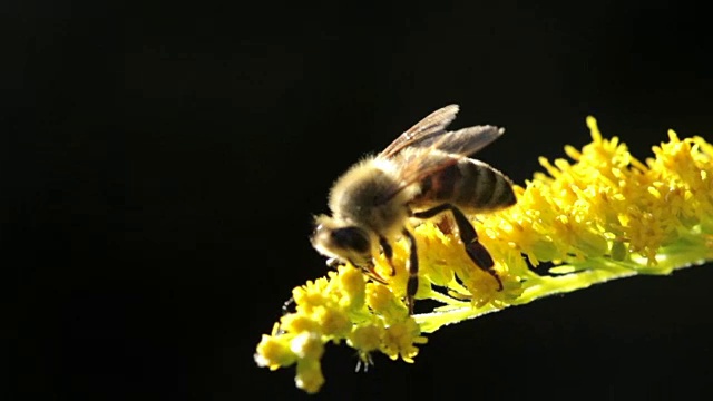 蜜蜂对黄花宏夏日热宏视频素材