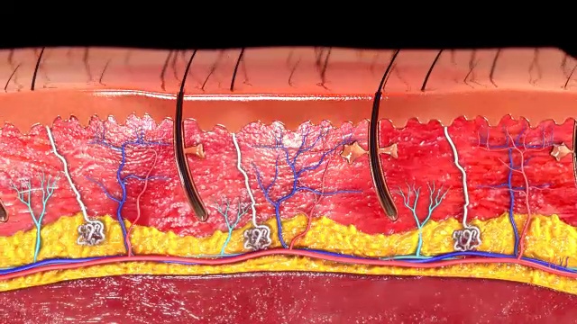 皮肤解剖学视频素材