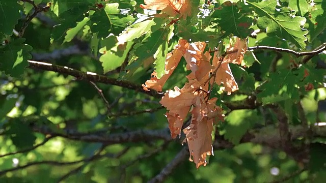 夏日橡树视频素材