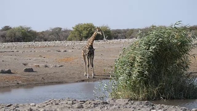 白天长颈鹿在水坑里喝水。非洲纳米比亚最好的旅游目的地，埃托沙国家公园的野生动物之旅。视频素材