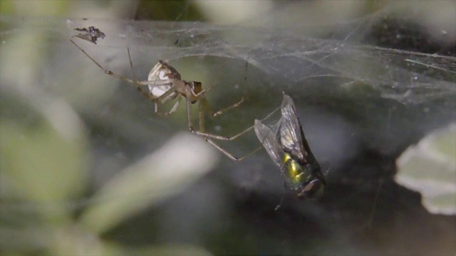 蜘蛛捕食苍蝇视频下载