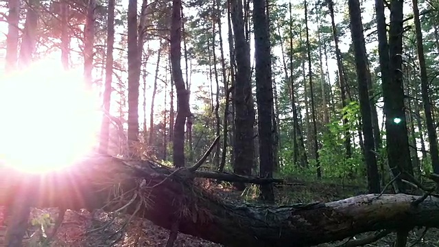 森林里的年轻女性徒步旅行者。视频素材