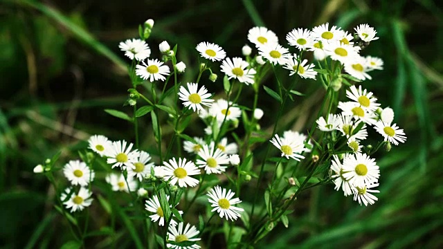 夏日花园里的雏菊视频素材