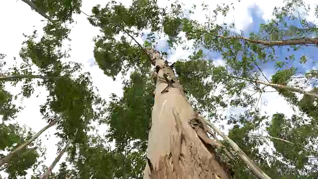 桉树的叶子绿油油的，映衬着天空很高，有阳光和环境背景的森林视频下载