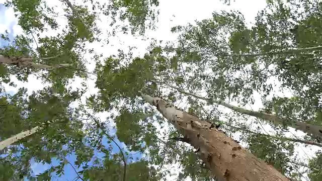 桉树的叶子绿油油的，映衬着天空很高，有阳光和环境背景的森林视频下载