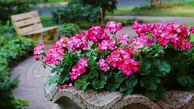 红色的花在雨中的公园视频素材