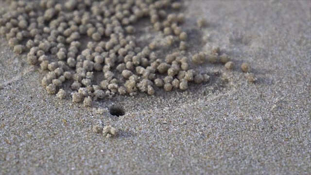 螃蟹在海滩上乘风破浪视频素材