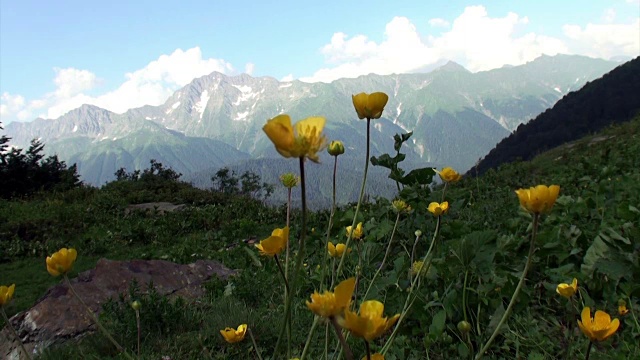 黄色的花在一片绿色的田野里，阳光明媚的日子背景是雪山视频下载