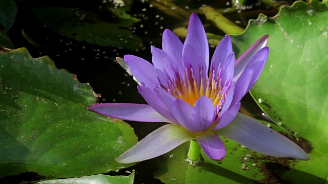 池塘里的荷花视频素材