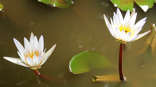 池塘里的荷花视频素材