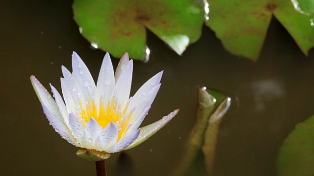 池塘里的荷花视频素材