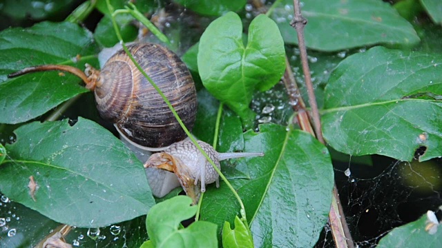 蜗牛的特写视频素材