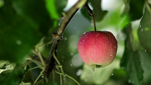 树上挂着红苹果和雨滴。Slowmotion。果树视频素材