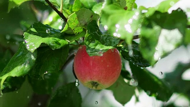 水果树。多汁的红苹果和雨滴落在树枝上视频素材