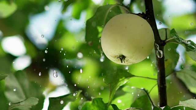 树上的小苹果。雨滴落在苹果和树叶上视频素材