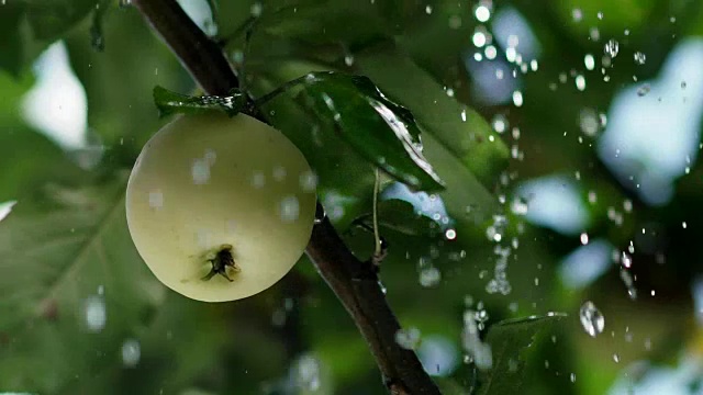 雨滴落在苹果和树叶上。苹果园视频素材