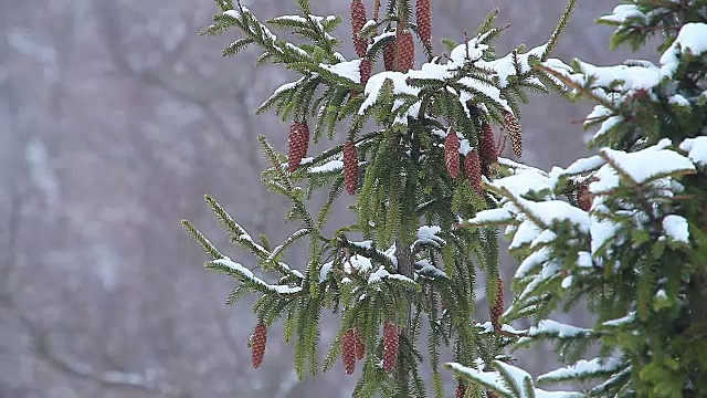 松枝上的雪。视频素材