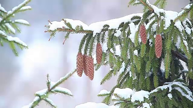 松枝上的雪。视频素材