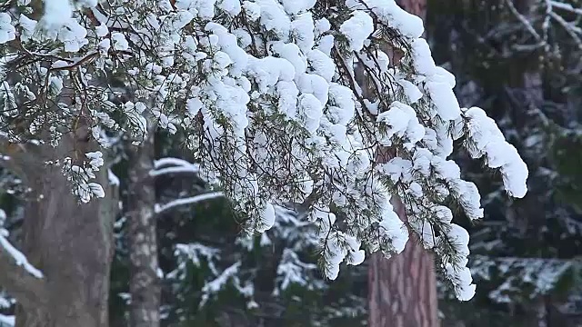 松枝上的雪。视频素材