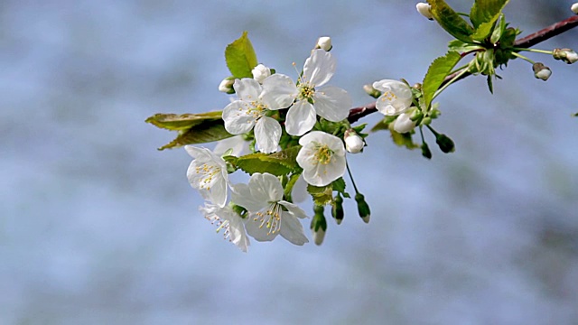 苹果花视频素材