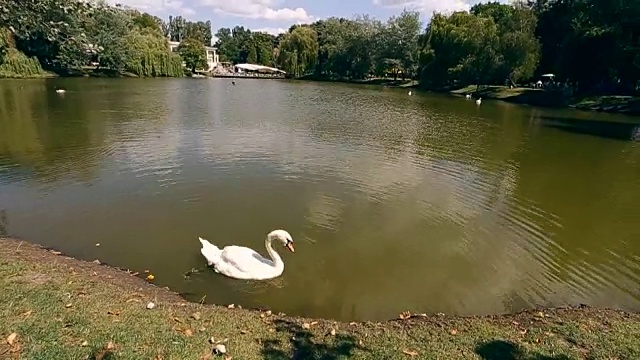 白天鹅在碧水湖视频素材