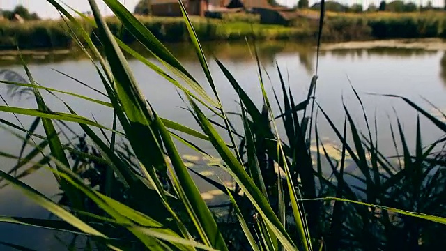 自然背景的绿色芦苇对波光粼粼的水视频素材